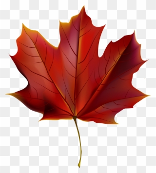 Maple Leaf High Resolution Clipart (#4170752) - PinClipart