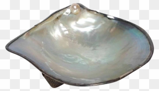 1040 X 1040 10 0 - Oyster Shell Png Clipart