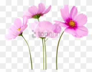 Free Png Transpa Flowers Png Image With Transpa Background - Cosmos Flower Png Clipart