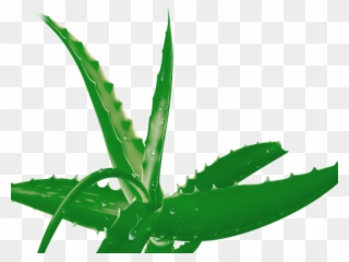 Aloe Clipart Terrestrial Plant - Aloe Vera - Png Download