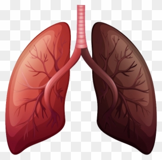 Lungs Png - Lung Cancer Before And After Clipart