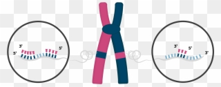 Double Stranded Metaphase Chromosome With An Inverted - Care Shop Clipart