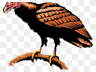 Drawn Turkey Vulture American Eagle - Turkey Vulture Clipart - Png Download