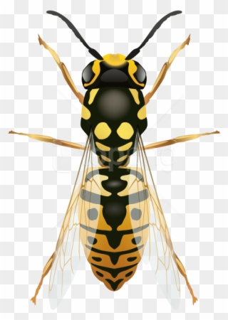 Free Png Download Wasp Clipart Png Photo Png Images - Harmful Insects Transparent Png