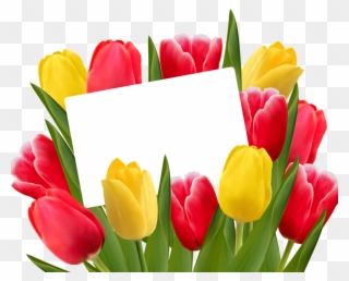 Tulips Clipart Themed - Tulipani Gialli E Rossi - Png Download