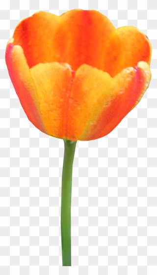 Tulip Png Image - Orange Tulip No Background Clipart