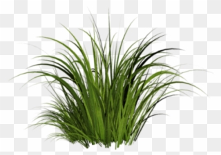Grass Clipart Clear Background - Patch Of Grass Transparent - Png Download