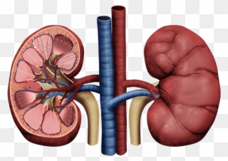 Kidney Health - Kidney Draw Clipart