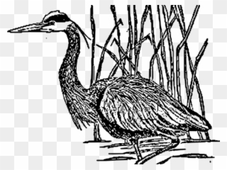 Great Blue Heron Clipart Sketch - Blue Heron Public Domain - Png Download