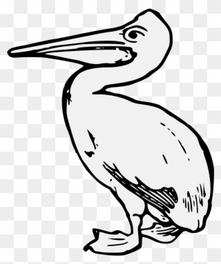 Image Result For Brown Pelican Line Drawing - Pelican Heraldry Clipart