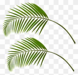 0, - Transparent Palm Leaves Png Clipart