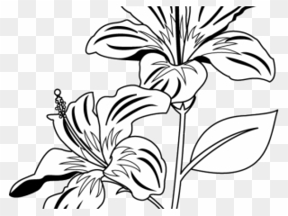 Leaf Clipart Gumamela - Gumamela Flower Clipart Black And White - Png Download