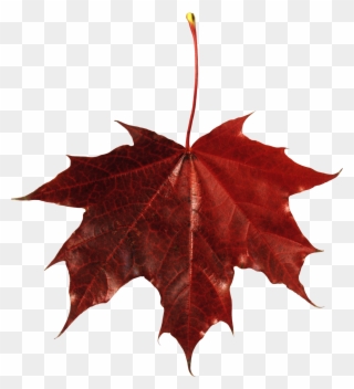 Autumn Png Leaf Fall Leaves Clip Art Transparent Background - Maple Leaf With Transparent Background
