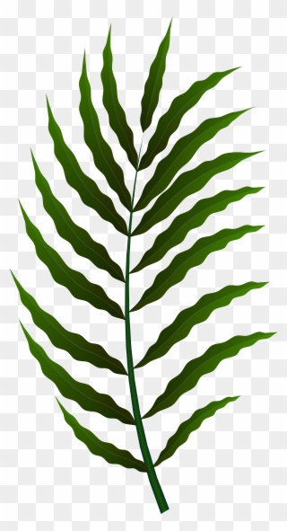 Fern Clipart