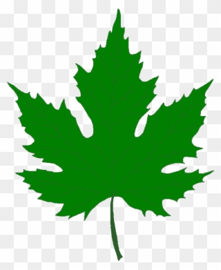 Silver Maple Tree - Green Maple Leaf Png Clipart