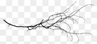 Tree Branch Png Transparent Background - Portable Network Graphics Clipart
