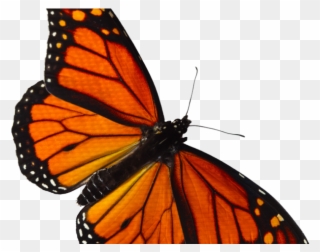 Monarch Butterfly Clipart Overlay - Transparent Monarch Butterfly - Png Download