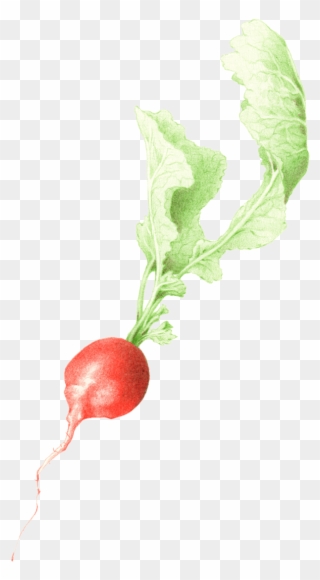 Drawing Vegetables Radish - Radish Clipart