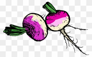 Turnip Images Clipart - Png Download