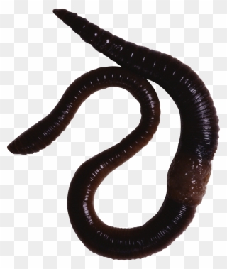 Earthworm Worm Png - Night Crawler Worms Clipart