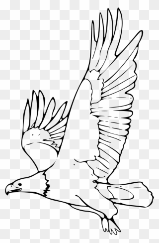 Bald Eagle Clipart - Outline Picture Of Eagle - Png Download