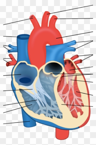 Left Side Of Heart - Diagram Of A Cow Heart Clipart