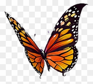 #butterfly #orange #black #yellow #white #butterflylove - Monarch Butterfly Clipart