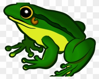 Green Frog Clipart Teacher - Frog Png Clipart Transparent Png