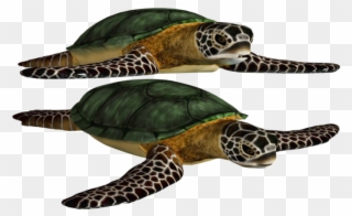 Green Turtle, Killer Whales, Clip Art, Photoshop, Orcas, - Turtle Png Format Transparent Png