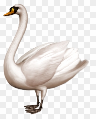 Swan Clipart Trumpeter Swan - Swan Png Transparent Png