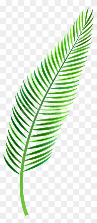 Free Png Palm Leaf Png Images Transparent - Palm Leaves Watercolor Png Clipart