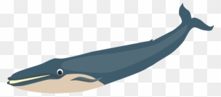 Picture Of Blue Whale - Whale Clipart
