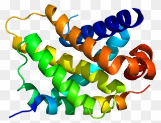 Bcl2-related Protein A1 - Graphic Design Clipart