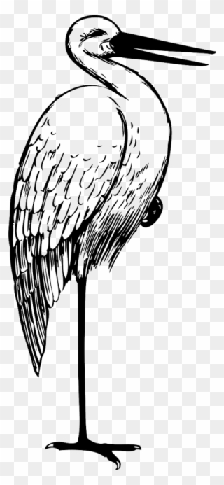 Free Download White Stork Crane Bird The Stork Clip - Stork Black And White Clipart - Png Download