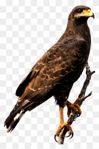 Raptor Bird Png - Eagle Sitting Png Clipart