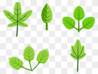 Different Leaves Clipart - Leaves On Tree Cartoon - Png Download