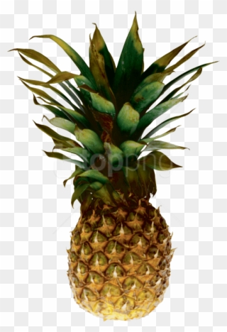 Free Png Download Pineapple Png Images Background Png - Pineapple Transparent Background Clipart