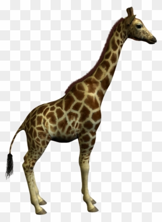 Giraffe Clipart Real - Big And Small Animals - Png Download