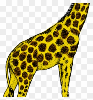 Giraffe Clipart Turquoise - Giraffe Drawing And Colouring - Png Download