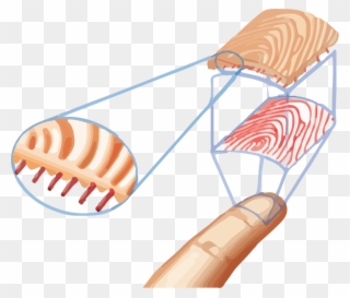 Tecnologia Espectral Huellas Clipart