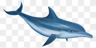 Dolphin Png Image Free Download - Would A Snake Hold A Knife Clipart