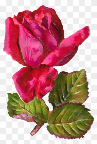 Free Digital Rose Clip Art - Antiqueimages Blogspot Com Rose - Png Download
