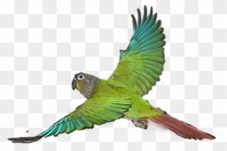 Budgie Clipart