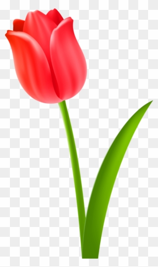Tulip Cut Flowers Drawing Plant Stem - Tulip Hello Clipart