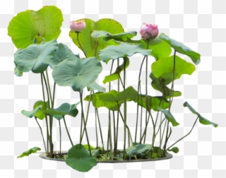 Clip Art Freeuse Free Flowers Png - Aquatic Plants Png Transparent Png