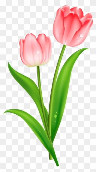 Interesting Ideas Tulip Clipart Free Watercolor Tulip - Tulip Clipart Png Transparent Png