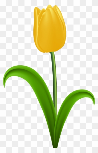 Yellow Tulip - Clipart Yellow Tulips - Png Download