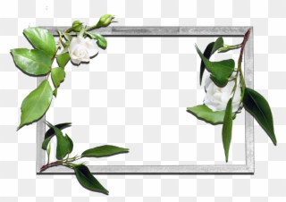 Frames Flowers Transparent Png Clipart