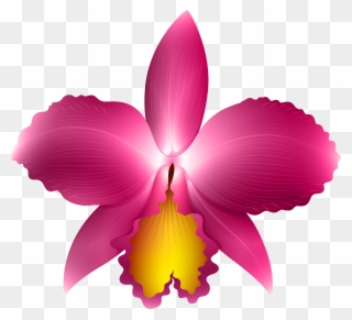 Clipart Frames Orchid - Orquidea Cattleya Png Transparent Png