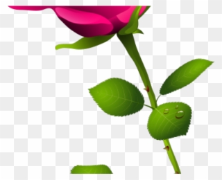 Bud Clipart Painted Rose - Cliparts Transparents Roses Rose - Png Download